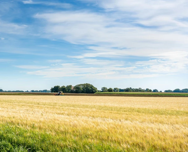 Wheat field with windmill